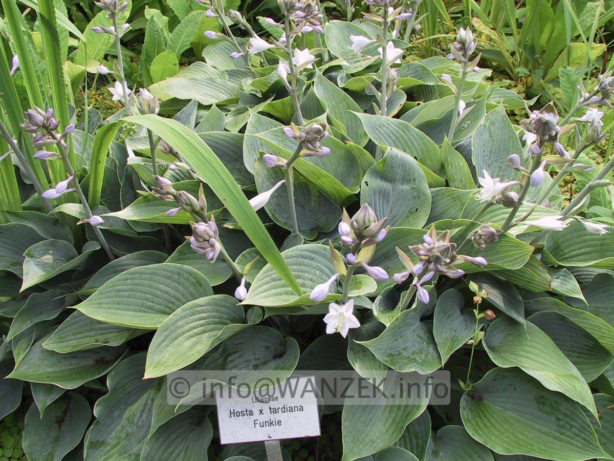 Hosta tardiana sonnig.JPG
